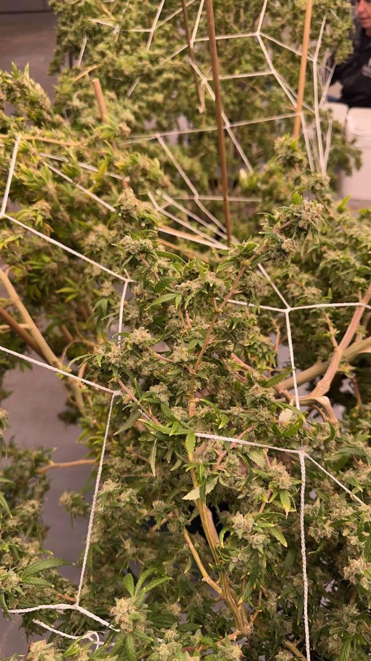 HOOKUP SEX AND SELL DRUGS😘😘😘🍑🍑🍑